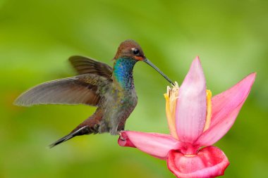 Çiçekli sinekkuşu. Rufous-gaped Hillstar , Urochroa bougueri, ping çiçek, yeşil ve sarı arka plan, Bird pembe çiçek, Kolombiya nektar emme. Tropik doğadan yaban hayatı.
