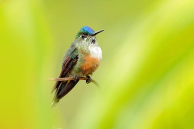 Kolombiya 'nın çiçek açan Kolombiya' sında sinekkuşu, Kolombiya, tropik ormandan gelen vahşi yaşam. Doğadan vahşi yaşam sahnesi. Pembe çiçekli sinekkuşu, uçuyor.