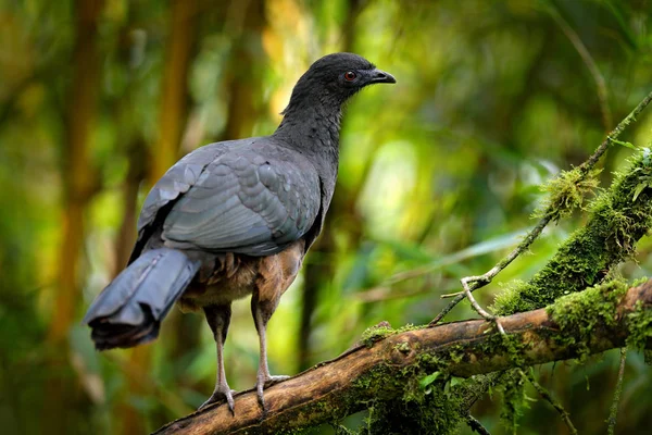 Svart Guan, Chamaepetes unicolor, porträtt av mörka tropisk fågel med blå näbb och röda ögon, orange blomma blomma i bakgrunden, djur i berget tropiska skogen i Savegre, Costa Rica. — Stockfoto