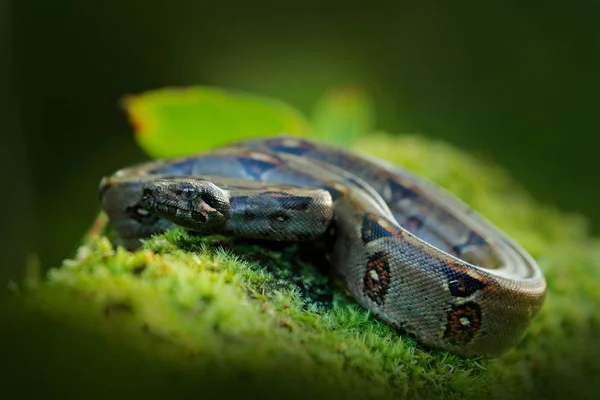 Boa cobra constritora na natureza selvagem, Costa Rica. Cena de vida selvagem da América Central. Viaje na floresta tropical. Víbora perigosa da selva. Serpente no tronco verde de musgo . — Fotografia de Stock