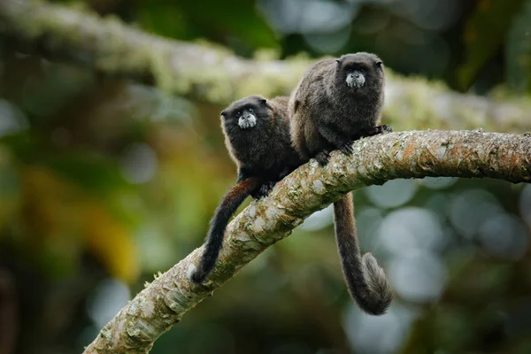 Ο μαύρος μανδύας Τακάριν, πίθηκος από το εθνικό πάρκο Sumaco στο Εκουαδόρ. Τόπος άγριας πανίδας από τη φύση. Tamarin χωροθέτηση στο κλαδί δέντρο στο τροπικό δάσος ζούγκλα, ζώο στη συνήθεια — Φωτογραφία Αρχείου