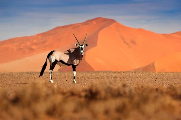 Gemsbok mit orangefarbener Sanddüne bei Sonnenuntergang. Gemsbock, Oryx gazella, große Antilope in der Natur, Sossusvlei, Namibia. Wilde Tiere in der Savanne. Tier mit großem, geraden Geweihhorn. — Stockfoto