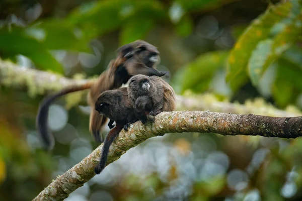 Black Mantle Tamarin (Saguinus nigricollis), обезьяна из национального парка Сумако в Эквадоре. Дикая природа от природы. Тамарин сидит на ветке дерева в тропических джунглях, животное по привычке — стоковое фото