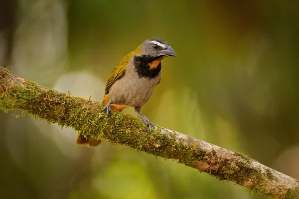 Buff-boğazlı Saltator, Saltator maximus, egzotik kuş üzerinde oturan — Stok fotoğraf