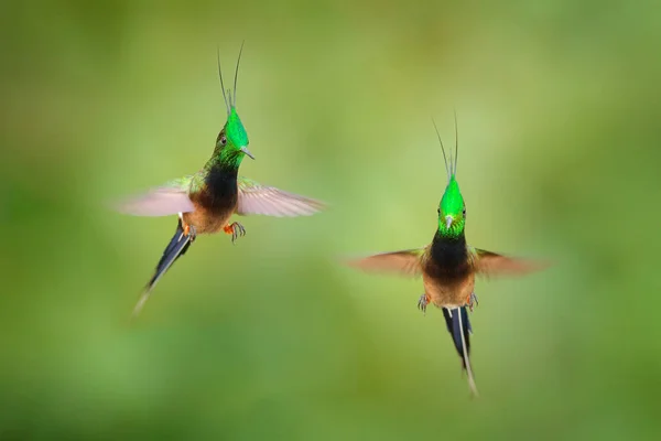 Проволочный торнтейл, Popelairia popelairii, две колибри в мухе. Борьба в тропическом лесу, зеленые красивые птицы с гребнем, Сумако, Напо, Эквадор . — стоковое фото