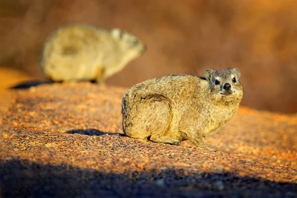 Rock Hyrax na kameni ve skalnaté hoře. Divoká příroda z přírody. Obličej z hyraxu. Procavia capensis, Namibie. Vzácné zajímavé savce z Afriky. — Stock fotografie