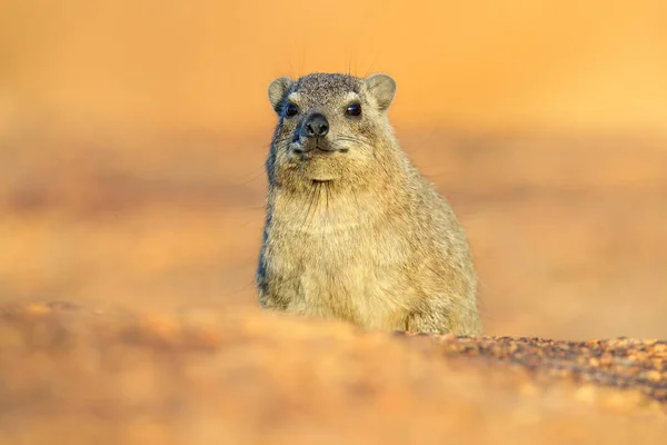 Rock Hyrax auf Stein in felsigen Bergen. Wildszene aus der Natur. Gesichtsportrait von hyrax. Procavia capensis, Namibia. Seltenes interessantes Säugetier aus Afrika. — Stockfoto