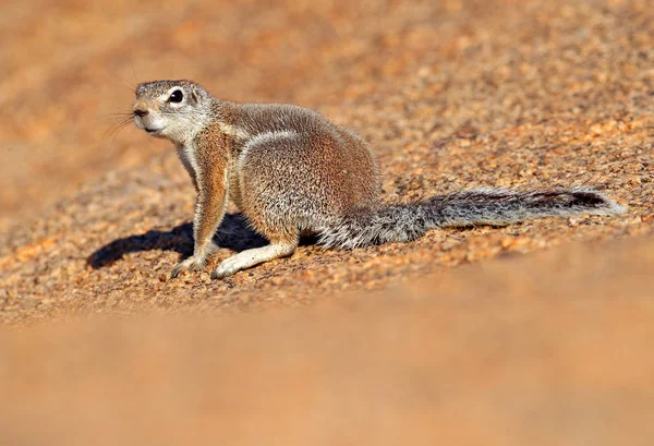 Cape yer sincap, Xerus inauris, doğa habitat sevimli hayvan, Spitzkoppe, Afrika'da Namibya. Taş üzerinde oturan sincap, doğada güneşli bir gün.