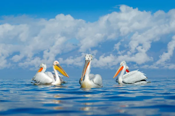 Sudaki kuş. Dalmaçyalı pelikan, Pelecanus crispus Yunanistan 'ın Kerkini Gölü' ne iniyor. Kanatları açık pelikan. Avrupa doğasından vahşi yaşam sahnesi. — Stok fotoğraf