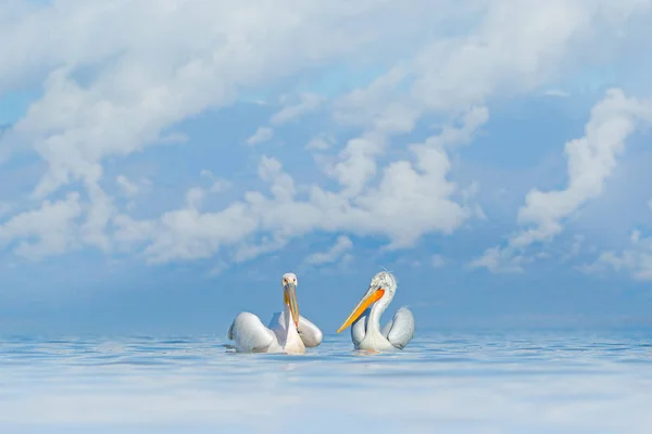 Птаха у воді. Dalmatian pelican, Pelecanus crispus, приземлився в озері Керкіні, Греція. Пелікан з відкритими крилами. Дика природа з європейської природи. — стокове фото