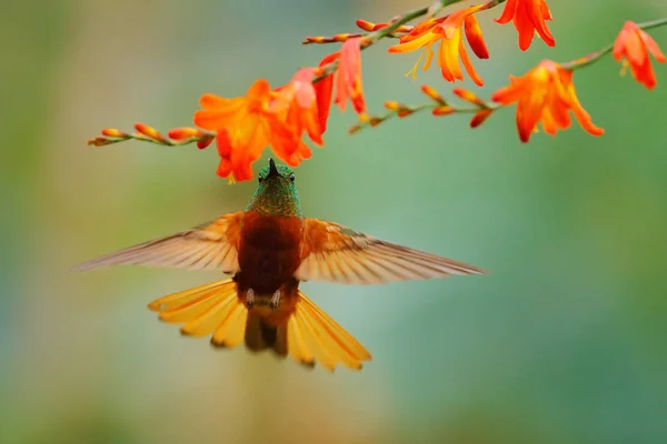 Narancs és zöld madár az erdőben piros virággal. Gesztenyebarna Coronet az erdőben. Flying kolibri, piros virágos, szopás nektár, Guango, Ecuador. Wildlife jelenet trópusi természet. — Stock Fotó