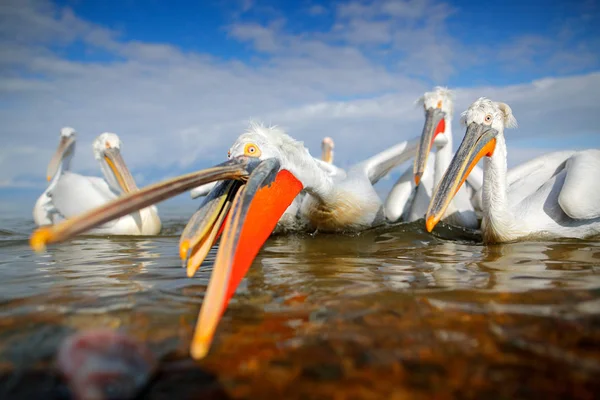 Sudaki kuş. Dalmaçyalı pelikan, Pelecanus crispus Yunanistan 'ın Kerkini Gölü' ne iniyor. Kanatları açık pelikan. Avrupa doğasından vahşi yaşam sahnesi. — Stok fotoğraf