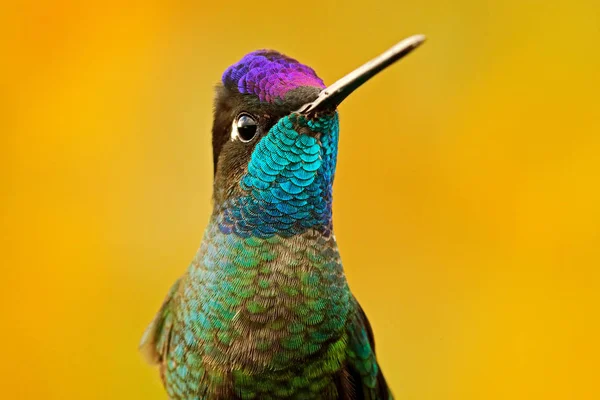 Talamanca admirable colibri, Eugenes spectabilis, détail bec portrait de bel oiseau. Scène animalière de la nature. Détail de l'oiseau brillant brillant, Tapanti NP, Costa Rica. Portrait de tête de humminbi — Photo