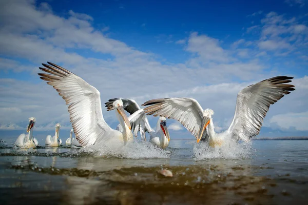 Sudaki kuş. Dalmaçyalı pelikan, Pelecanus crispus Yunanistan 'ın Kerkini Gölü' ne iniyor. Kanatları açık pelikan. Avrupa doğasından vahşi yaşam sahnesi. — Stok fotoğraf