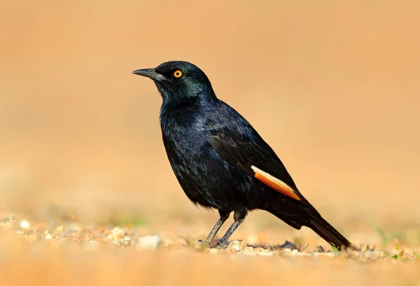 Pale-winged starling, Onychognathus nabouroup, sitting on the stone in the nature habitat. Glossy Starling from the Etocha, Namibia. Beautiful shiny bird in the green forest. — Stock Photo, Image