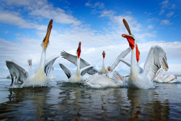 Pájaro en el agua. Pelícano dálmata, Pelecanus crispus, aterrizando en el lago Kerkini, Grecia. Pelícano con alas abiertas. Escena de vida silvestre de naturaleza europea. — Foto de Stock