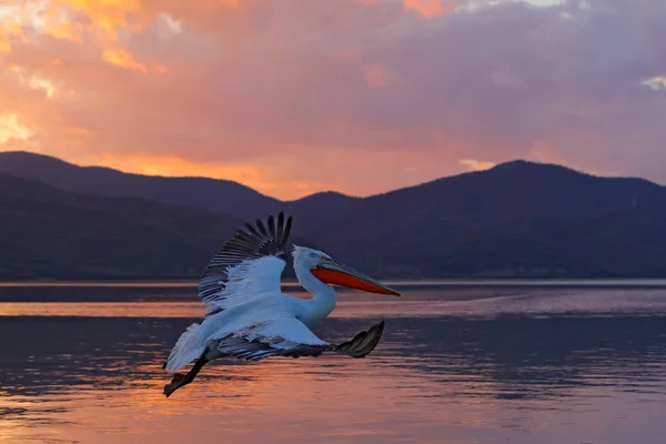 Птица в воде. Далматинский пеликан, Pelecanus crispus, высаживается в озере Керкини, Греция. Пеликан с открытыми крыльями. Дикая природа Европы. — стоковое фото