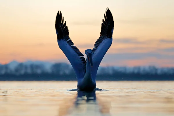 Ptak w wodzie. Pelikan dalmatyński, Pelecanus crispus, lądowanie w jeziorze Kerkini, Grecja. Pelikan z otwartymi skrzydłami. Scena dzikiej przyrody z europejskiej przyrody. — Zdjęcie stockowe