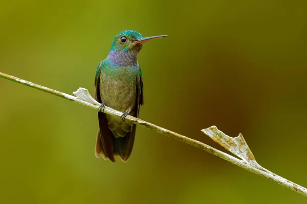 Colibrí encantador, Amazilia decora, pájaro alimentando néctar dulce de flor rosa flor. Hummingbird behavior in tropic forest, nature habitat in Corcovado NP, Costa Rica wildlife . —  Fotos de Stock