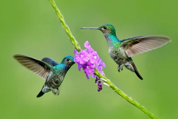 Dekora, okouzlující kolibřík, ptáci krmí sladký nektar — Stock fotografie