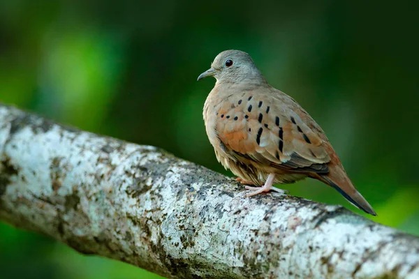 Ruddy pozemní holubice, Columbina talpacoti, pták sedící na větvi v tropickém lese, Corcovado NP, Kostarika. Holubice v přírodním habitatu, zelená vegetace. — Stock fotografie