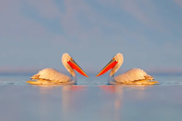 Fågel i vattnet. Dalmatisk pelikan, Pelecanus crispus, landar i sjön Kerkini, Grekland. Pelikanen med öppna vingar. Djurlivsscen från europeisk natur. — Stockfoto