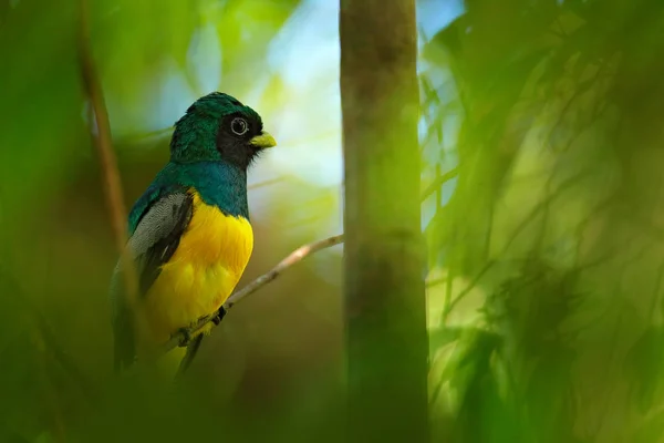 Guianan Trogon, Trogon violaceus, amarelo e azul escuro pássaro tropical exótico sentado em um ramo fino na floresta, Costa Rica. Cena de vida selvagem da selva. Pássaro escondido na palmeira verde . — Fotografia de Stock