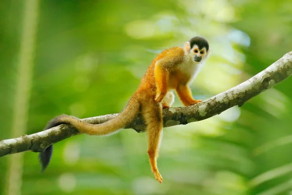 Monkey, long tail in tropic forest. Squirrel monkey, Saimiri oerstedii, sitting on the tree trunk with green leaves, Corcovado NP, Costa Rica. Monkey in the tropic forest vegetation. Wildlife nature. — Stock Photo, Image