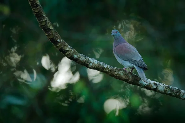 Pale-vented pigeon, Patagioenas cayennensis, bird sitting on the — Stock Photo, Image