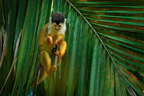 Mono, cola larga en el bosque tropical. Mono ardilla, Saimiri oerstedii, sentado en el tronco del árbol con hojas verdes, Corcovado NP, Costa Rica. Mono en la vegetación del bosque tropical. Naturaleza de la fauna . — Foto de Stock