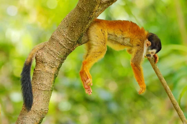 Мавпа, довгий хвіст в тропіковому лісі. Білочка мавпа, Самітрі оерстедіі, сидить на дереві стовбур з зеленими листами, Корковадо NP, Коста-Ріка. Мавпа в тропіці Лісова рослинність. Дика природа природи. — стокове фото