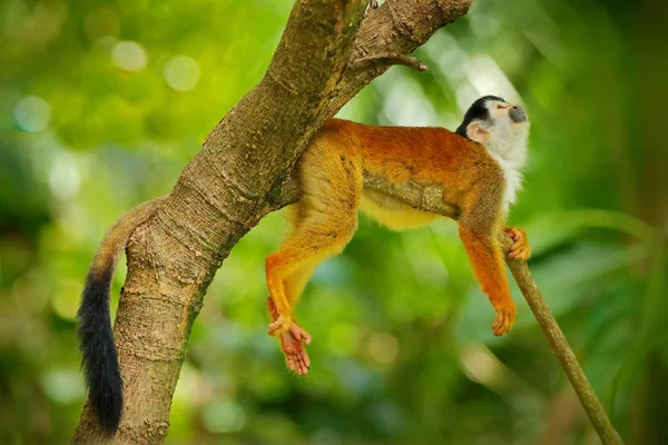 Monkey, long tail in tropic forest. Squirrel monkey, Saimiri oerstedii, sitting on the tree trunk with green leaves, Corcovado NP, Costa Rica. Monkey in the tropic forest vegetation. Wildlife nature. — Stock Photo, Image