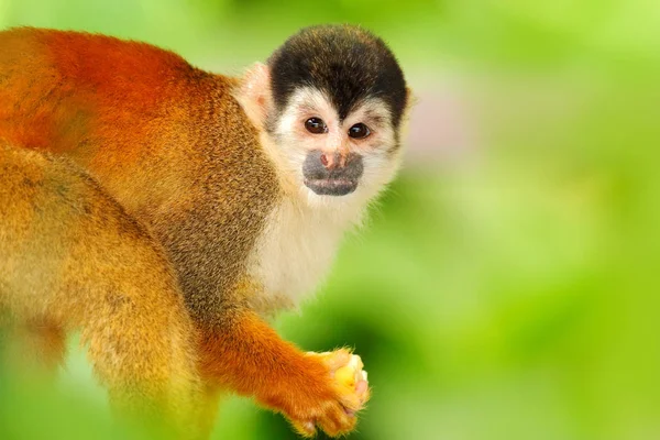 Majom, hosszú farok trópusi erdőben. Mókus majom, Saimiri oerstedii, ül a fán törzs zöld levelek, Corcovado NP, Costa Rica. Majom a trópusi erdei növényzet. Vadvilág természet. — Stock Fotó