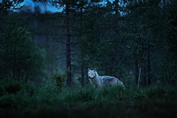 Wilk z Finlandii. Szary wilk, Canis lupus, w wiosennym świetle, w lesie z zielonymi liśćmi. Wilk w środowisku naturalnym. Dzikie zwierzę w fińskiej tajdze. Natura dzikiej przyrody, Europa. — Zdjęcie stockowe