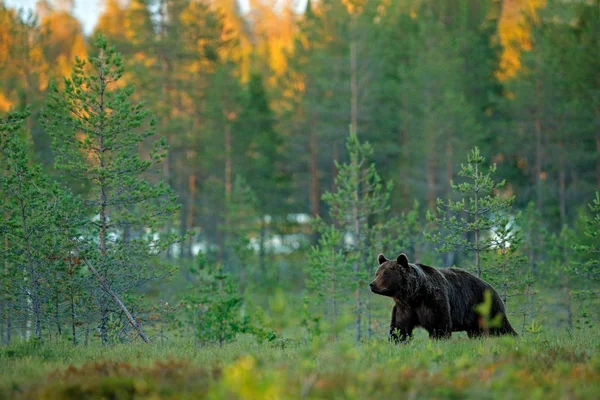 Abendlicht in der Taiga mit Bär. gefährliches Tier im natürlichen Lebensraum Wald und Wiese. Wildszene aus Finnland in der Nähe der russischen Grenze. — Stockfoto