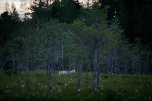 Wolf uit Finland. Grijze wolf, Canis lupus, in het voorjaarslicht, in het bos met groene bladeren. Wolf in de natuurlijke habitat. Wilde dieren in de Finse taiga. Natuur van wilde dieren en planten, Europa. — Stockfoto