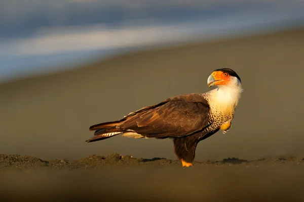 Caracara, sedící na kmeni stromu, Corcovado NP, Kostarika. Jižní Caracara plancus, v zelené travní vegetaci. Dravec z Brazílie. Přírodní příroda, Střední Amerika. Mořská pláž. — Stock fotografie