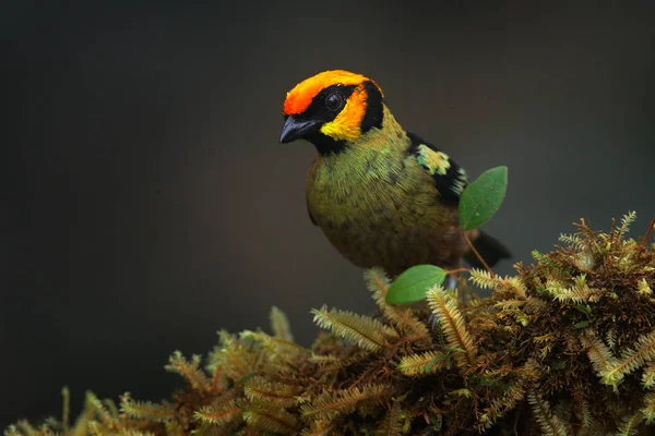 Alev suratlı tangacı, Tangara parzudakii, güzel yosun dalında oturuyor. Mindo, Ekvador 'dan bir kuş. Güney Amerika 'da kuş gözlemciliği. Yeşil ormandaki hayvan. — Stok fotoğraf