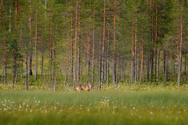 Wolf from Finland. Gray wolf, Canis lupus, in the spring light, in the forest with green leaves. Wolf in the nature habitat. Wild animal in the Finland taiga. Wildlife nature, Europe.