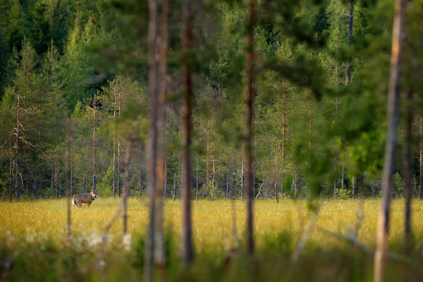 Farkas Finnországból. Szürke farkas, Canis lupus, a tavaszi fényben, az erdőben, zöld levelekkel. Farkas a természetben. Vadállat a finn tajgában. A vadon élő állatok természete, Európa. — Stock Fotó