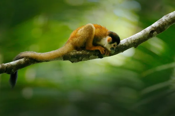 Mono, cola larga en el bosque tropical. Mono ardilla, Saimiri oerstedii, sentado en el tronco del árbol con hojas verdes, Corcovado NP, Costa Rica. Mono en la vegetación del bosque tropical. Naturaleza de la fauna . —  Fotos de Stock