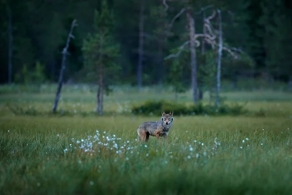 Wolf da Finlândia. Lobo cinzento, Canis lupus, na luz da primavera, na floresta com folhas verdes. Lobo no habitat natural. Animal selvagem na taiga da Finlândia. Natureza da vida selvagem, Europa. — Fotografia de Stock