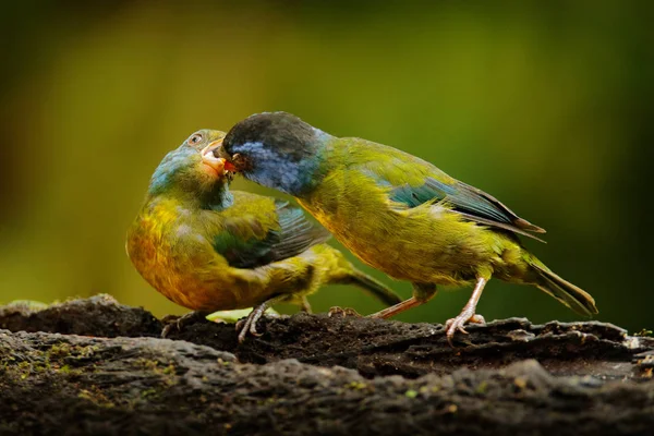 Tanager respaldado por los musgos, Bangsia edwardsi, aves alimentando el comportamiento familiar en la selva tropical. Tanager sentadas en la rama, comida en la cuenta, madre con jóvenes . — Foto de Stock