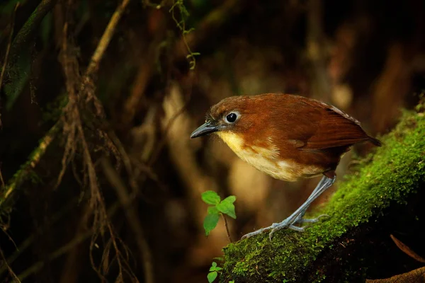 Gelbbrustantpitta, grallaria flavotincta, im Lebensraum, mindo, ecuador. seltene vogelantpitta aus dunklem Wald, wilde Szene aus der Natur. Vogelbeobachtung im tropischen Dschungel. — Stockfoto