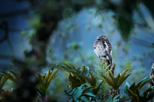 Андійський поту, плямистий макусі, птах, що сидить на дереві в тропічевій гірській лісі. Potoo в джунглях Хабітат, Gungo, Еквадор, Південна Америка. Дикої природи сцени з тропіка. — стокове фото