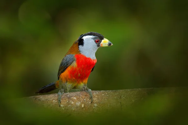 Toucan Barbet, Semnornis ramphastinus, Bellavista, Mindo no Equador, exótico pássaro cinzento e vermelho. Cena de vida selvagem da natureza. Observação de aves na América do Sul. Bela ave no habitat da floresta tropical. E — Fotografia de Stock