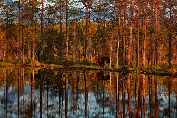 Solnedgång, morgonljus med stor brunbjörn som går runt sjön i morgonljuset. Farliga djur i naturen skog och äng livsmiljö. Djurliv från Finland nära den ryska gränsen. — Stockfoto