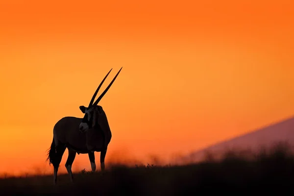 Oryx narancssárga homokdűnével esti naplementével. Gemsbock nagy antilop a természet élőhelyén, Sossusvlei, Namíbia. Vad sivatag. Gazella gyönyörű ikonikus drágakövek antilop Namib sivatag, napkelte Namíbia. — Stock Fotó