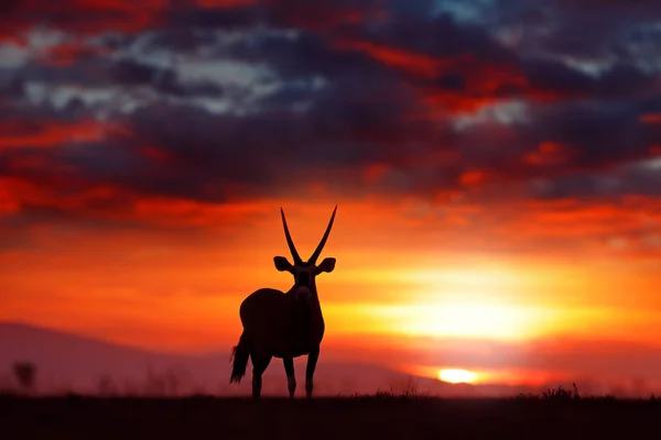 Oryx s oranžovou písečnou dunou večerní západ slunce. Gemsbock velké antilopy v přírodním stanovišti, Sossusvlei, Namibie. Divoká poušť. Gazella krásná ikonická gemsbok antilopa z Namib pouště, východ slunce Namibie. — Stock fotografie