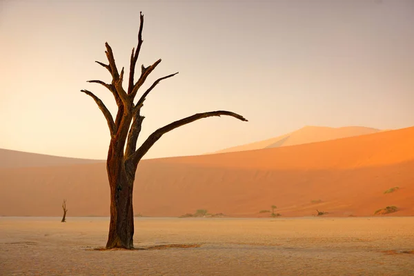 Deadvlei, 오래 된 아카시아 나무와 오렌지 언덕 Sossusvlei, 나미비아 나 미 브 사막 남부 아프리카에서 아프리카 풍경. 붉은 모래, 큰 암 갈색 세계에서. 나미비아에서 여행. 일출, 첫 번째 빛. — 스톡 사진